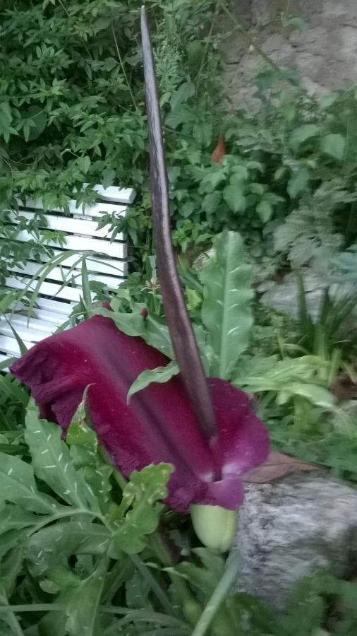 Bella Vista Holiday home Aubeterre-sur-Dronne